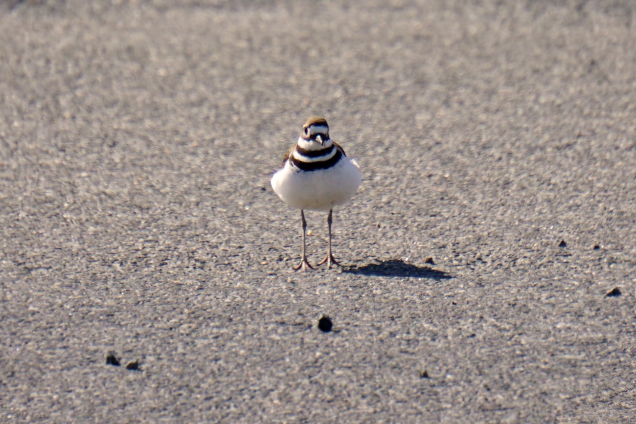 small brown birds with two black neck bands