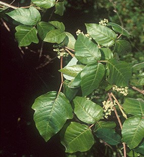 Poison Ivy is common to abundant throughout Gateway, providing shelter and food for wildlife and anchoring critical dune systems.