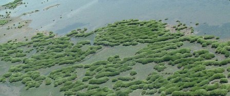 Yellow Bar Saltmarsh, flyover photo taken in 2002