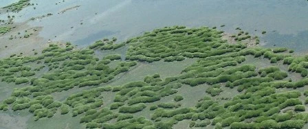 Yellow Bar Saltmarsh, flyover photo taken in 2002