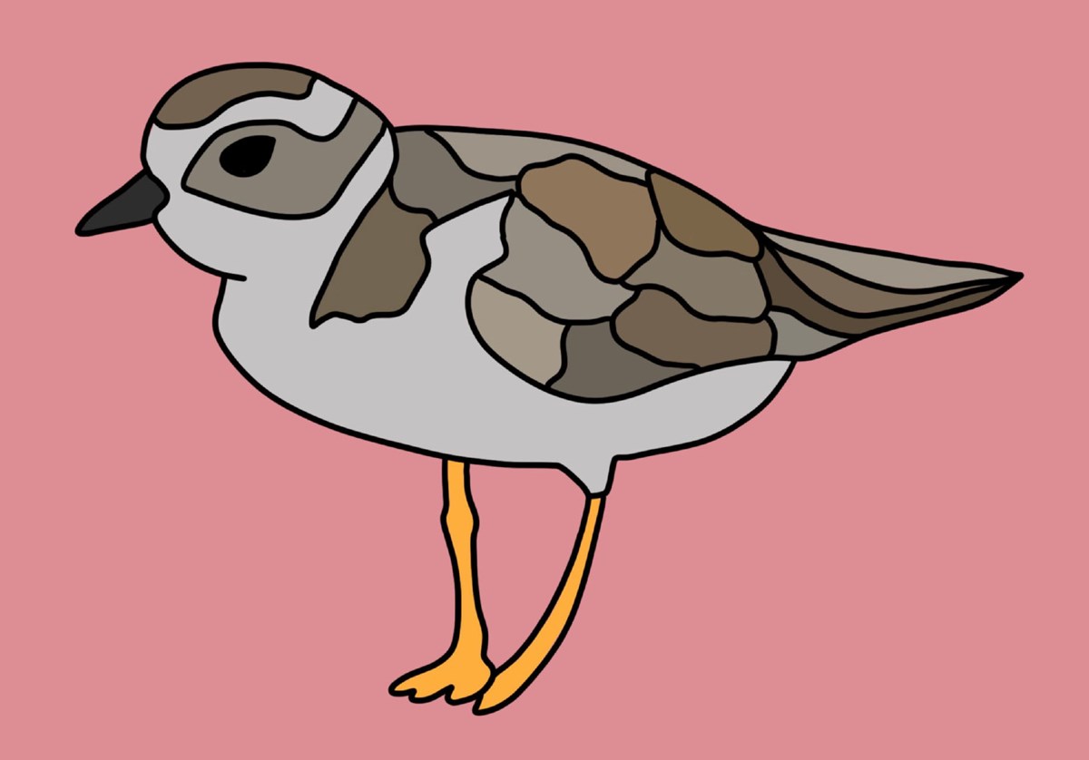 Piping plover drawing