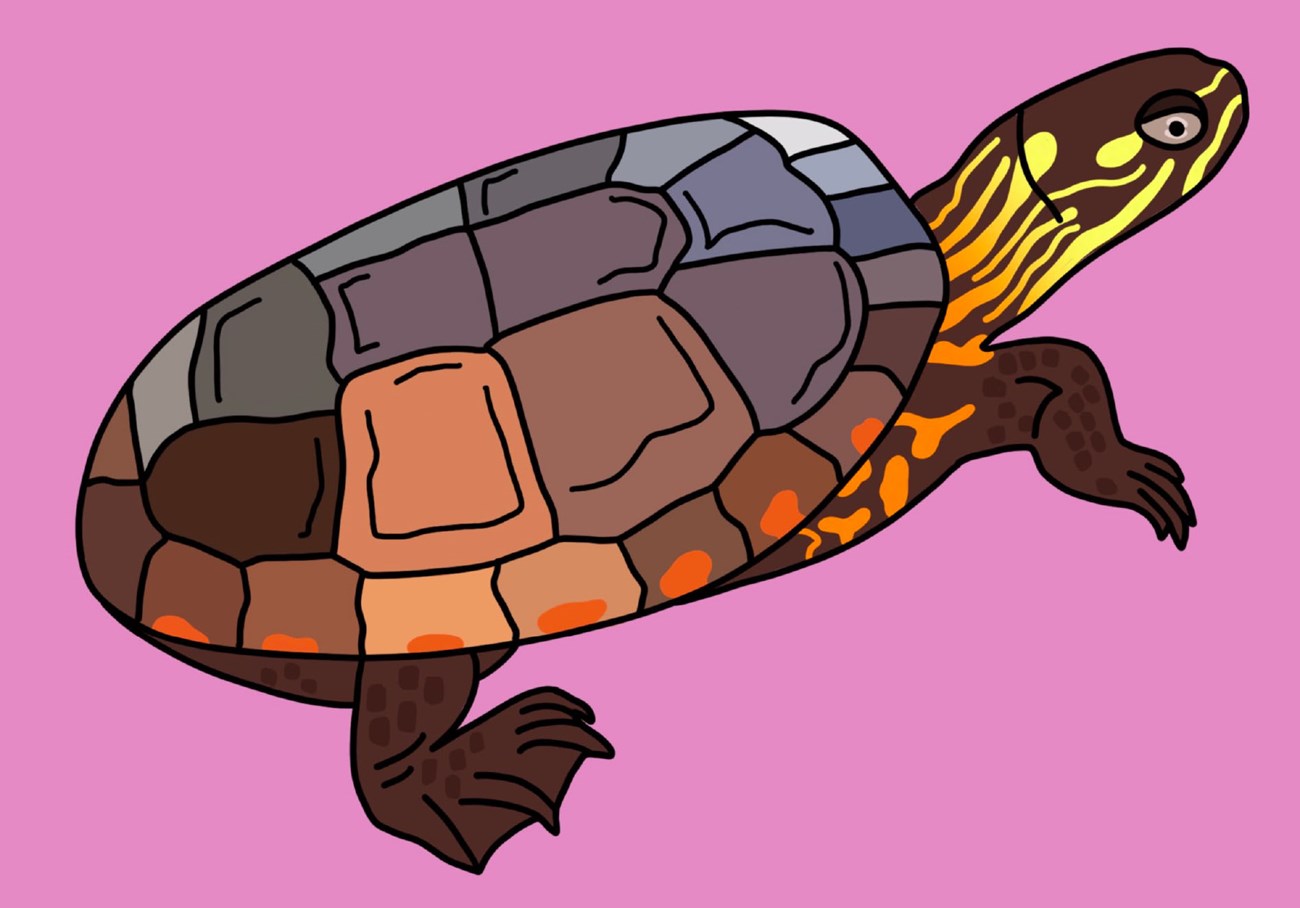 painted turtle drawing