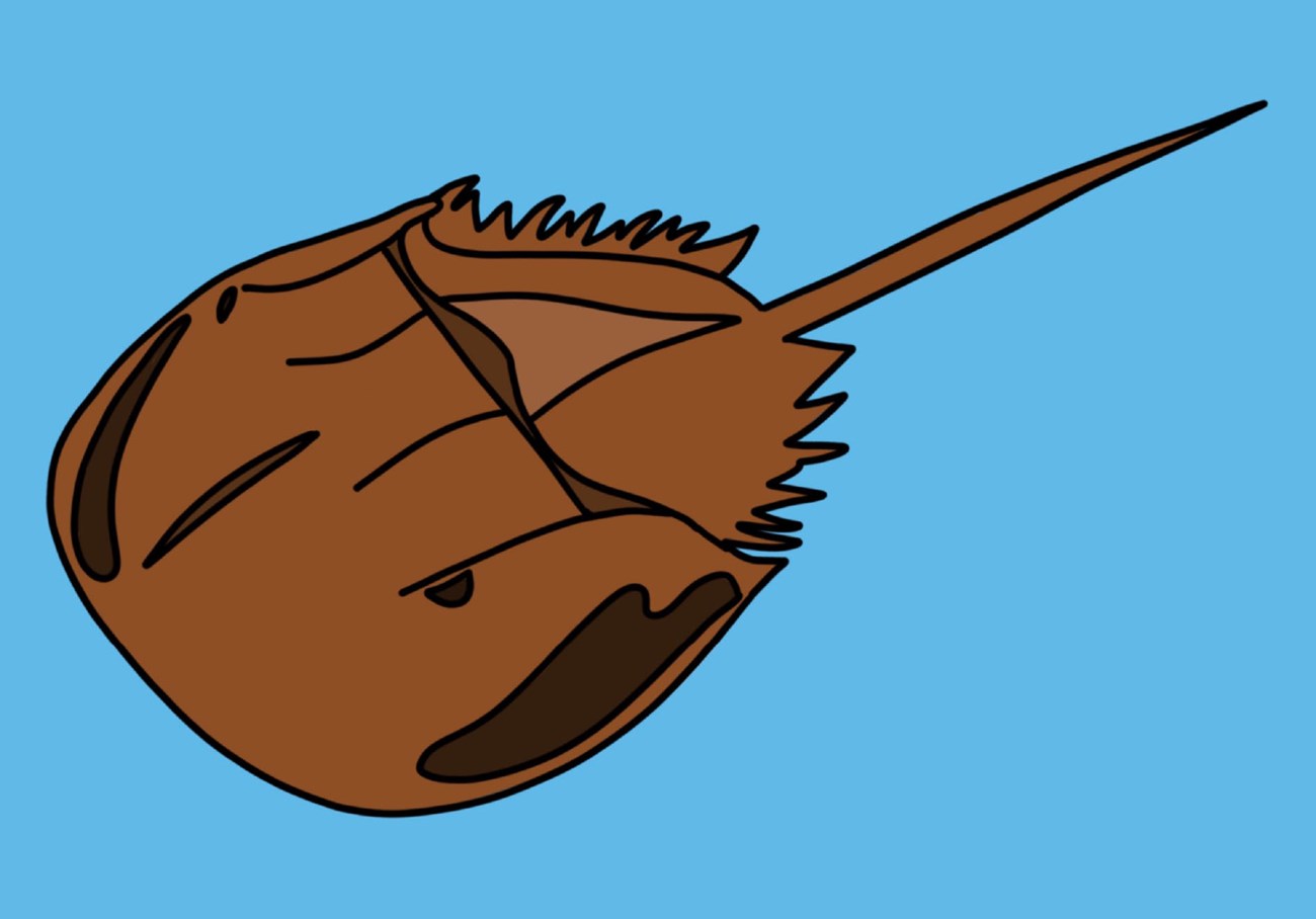 Horseshoe crab drawing