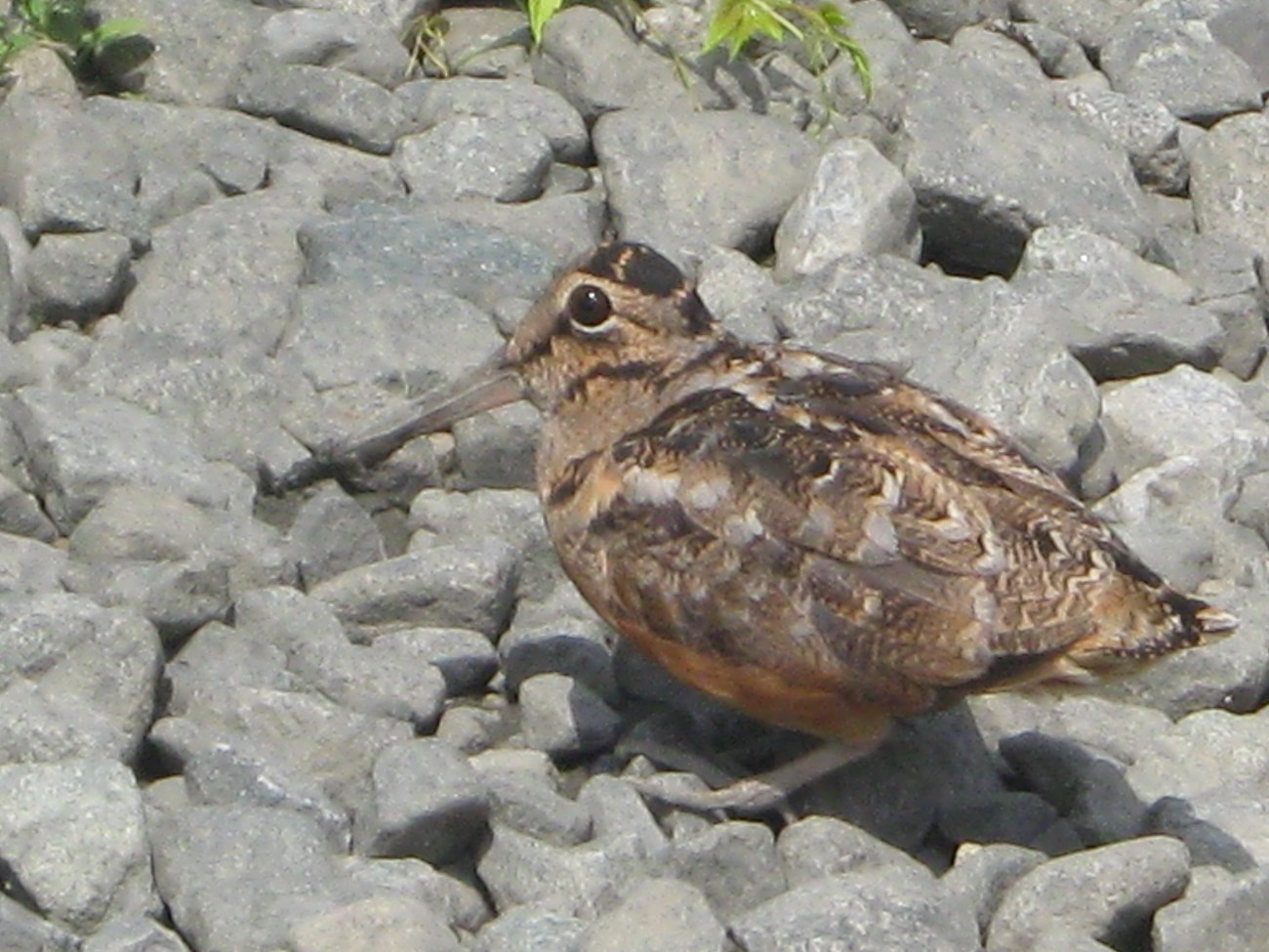 Woodcock