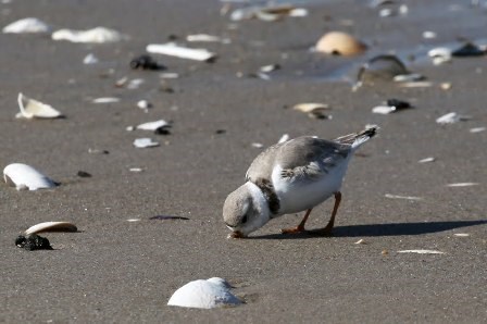 piping plover at Gateway, image by volunteer in park Shervin Hess