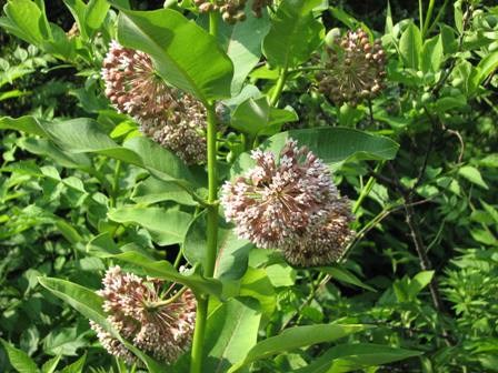 Common Milkweed