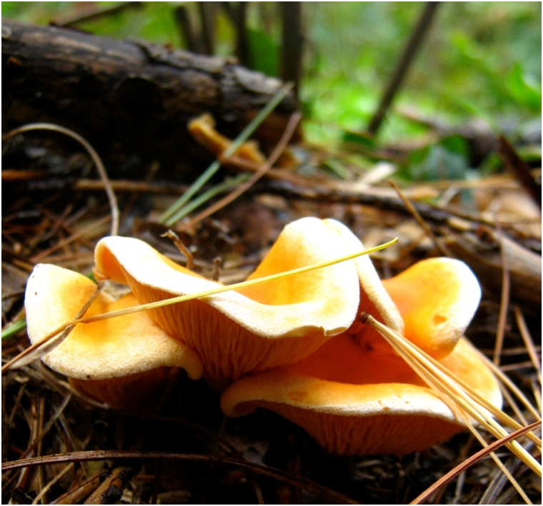 Unlike chantarelle mushrooms, the false chantarelle is NOT edible.
