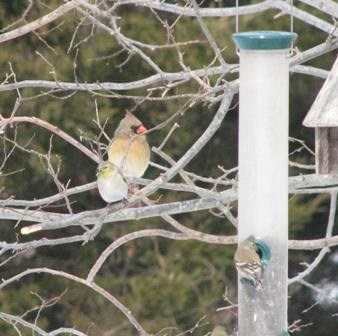 birdfeeder at Jamaica Bay Wildlife Refuge