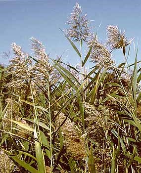 Phragmites grasslands cover much of Gateway's lands.
