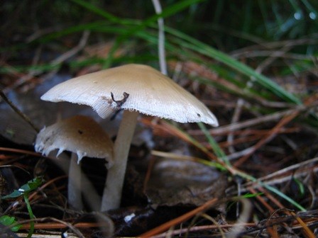 The mushroom Psathyrella.