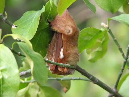 Red bat sleeping in the Jamaica Bay Wildlife Refuge Red bat sleeping in the Jamaica Bay Wildlife Refuge
