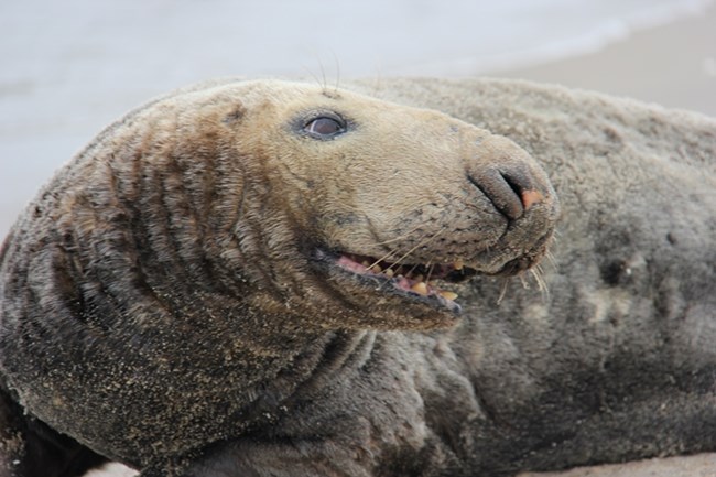 During winter months, dozens of seals can be seen sunning themselves on a spitbar on the bay side of Sandy Hook Unit. They don't like it when humans get too close, so bring binoculars. To find out more about Gateway's mammals, click the photo. During winter months, dozens of seals can be seen sunning themselves on a spitbar on the bay side of Sandy Hook Unit. They don't like it when humans get too close, so bring binoculars. To find out more about Gateway's mammals, click the photo.