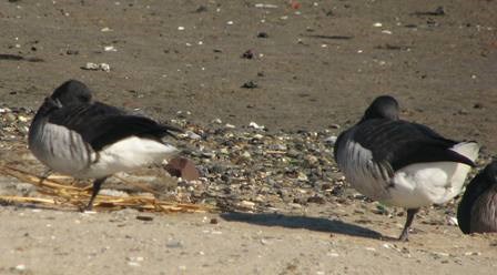 Brant geese resting on the shores of Jamaica Bay
