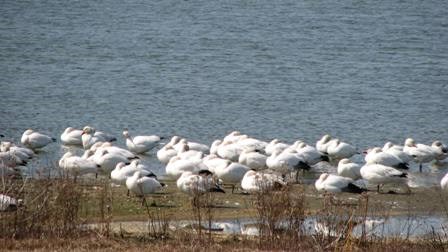 Snow geese on the West Pond