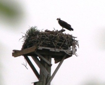 Osprey nest as seen from the West Pond Trail