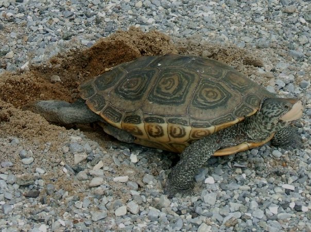 Female Diamondback Terrapin digging a nest. Female Diamondback Terrapin digging a nest.