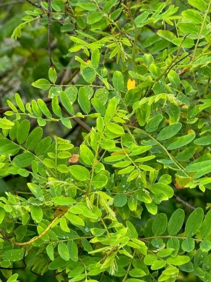 desert false indigo plant collection of branches with parallel ovular leaves