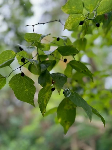 hackberry tree branch with textured, pointed leaves and small brown berries