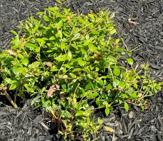 highbush blueberry shrub a stout, spindly shrub