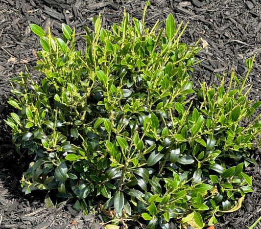 squat shrub with ovular dark green leaves on tall stalks