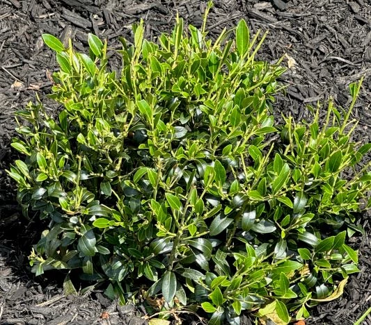 inkberry bush squat shrub with ovular dark green leaves on tall stalks