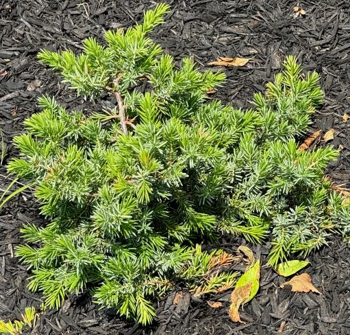 juniper shrub squat shrub made of short-spined branches