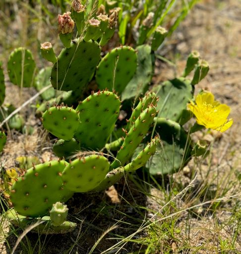 a collection of medium-sized flat cactus paddles with sharp spines and a single yellow flower