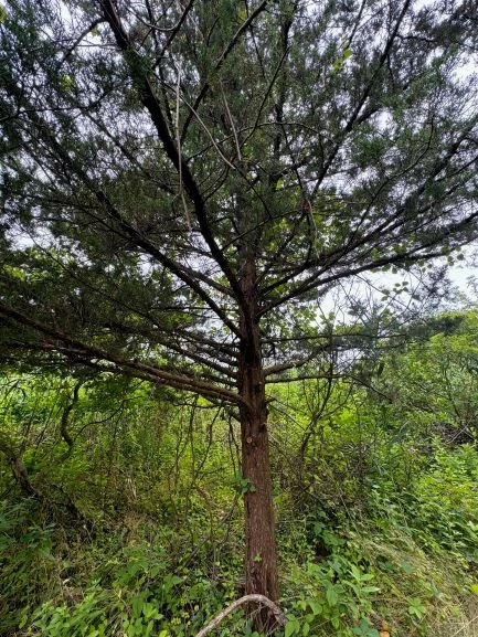 Red Cedar tree a thin tree with sparce branches made up of dark green needles