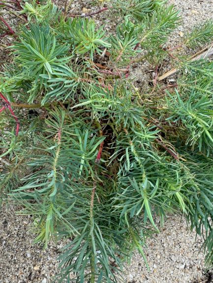 tall, thin stems with long flat needles extending in all directions