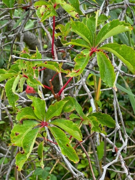 Virginia Creeper sets of seven pointed green branching out from a central point of bright pink stems