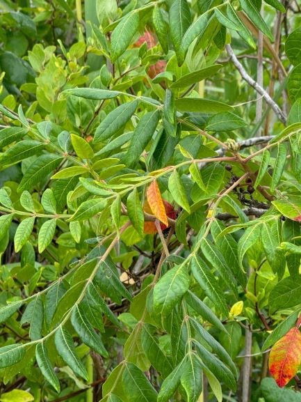 cluster of branches with long, glossy, pointed leaves