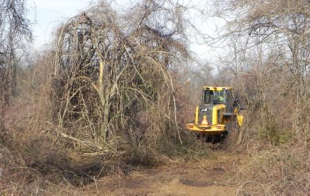 Creating a barrier island habitat requires removing decades of tangled, invasive plants. Native trees and plants will be saved.