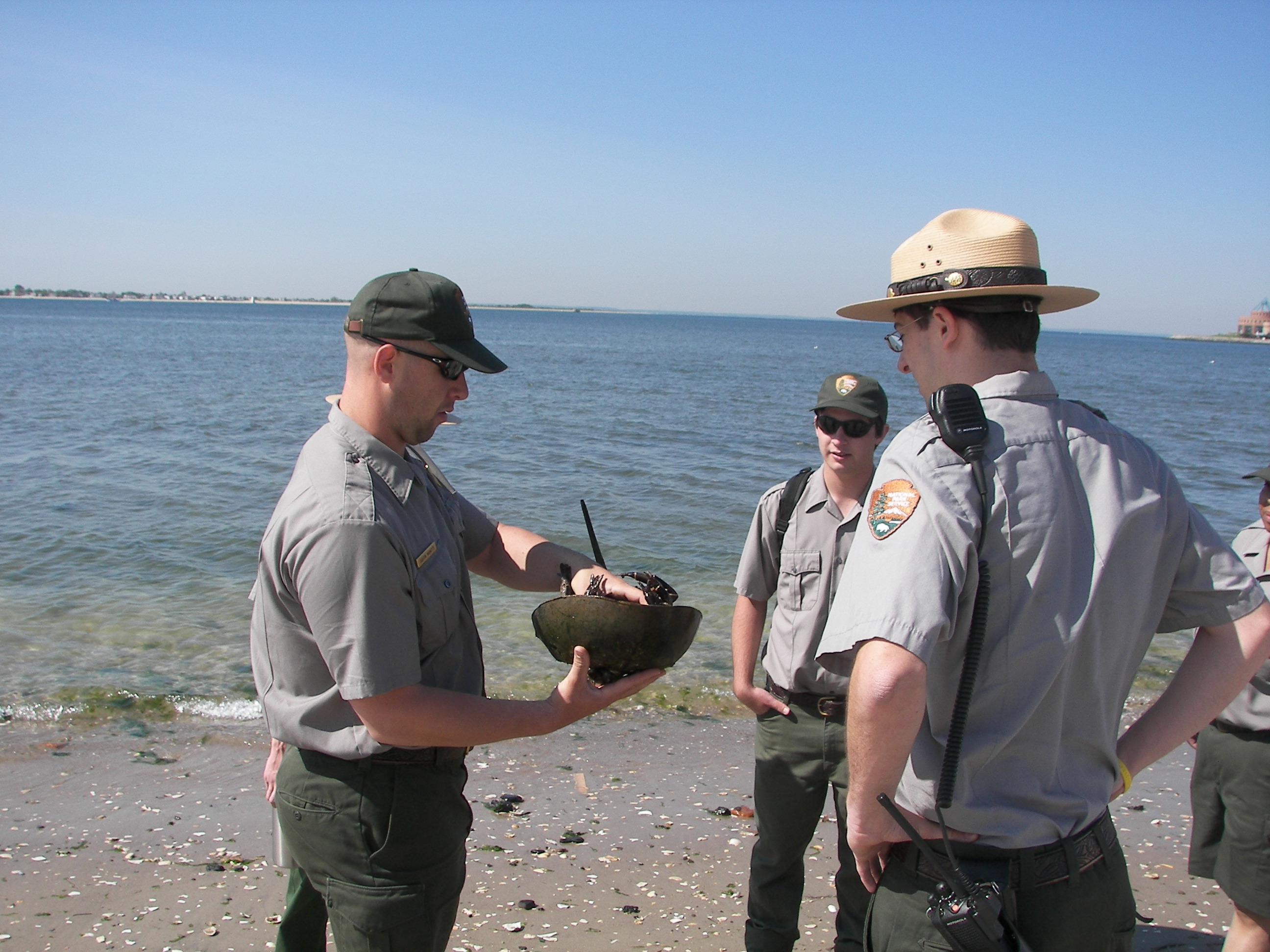 Picture of three park rangers  on the shore with a horseshoe crab