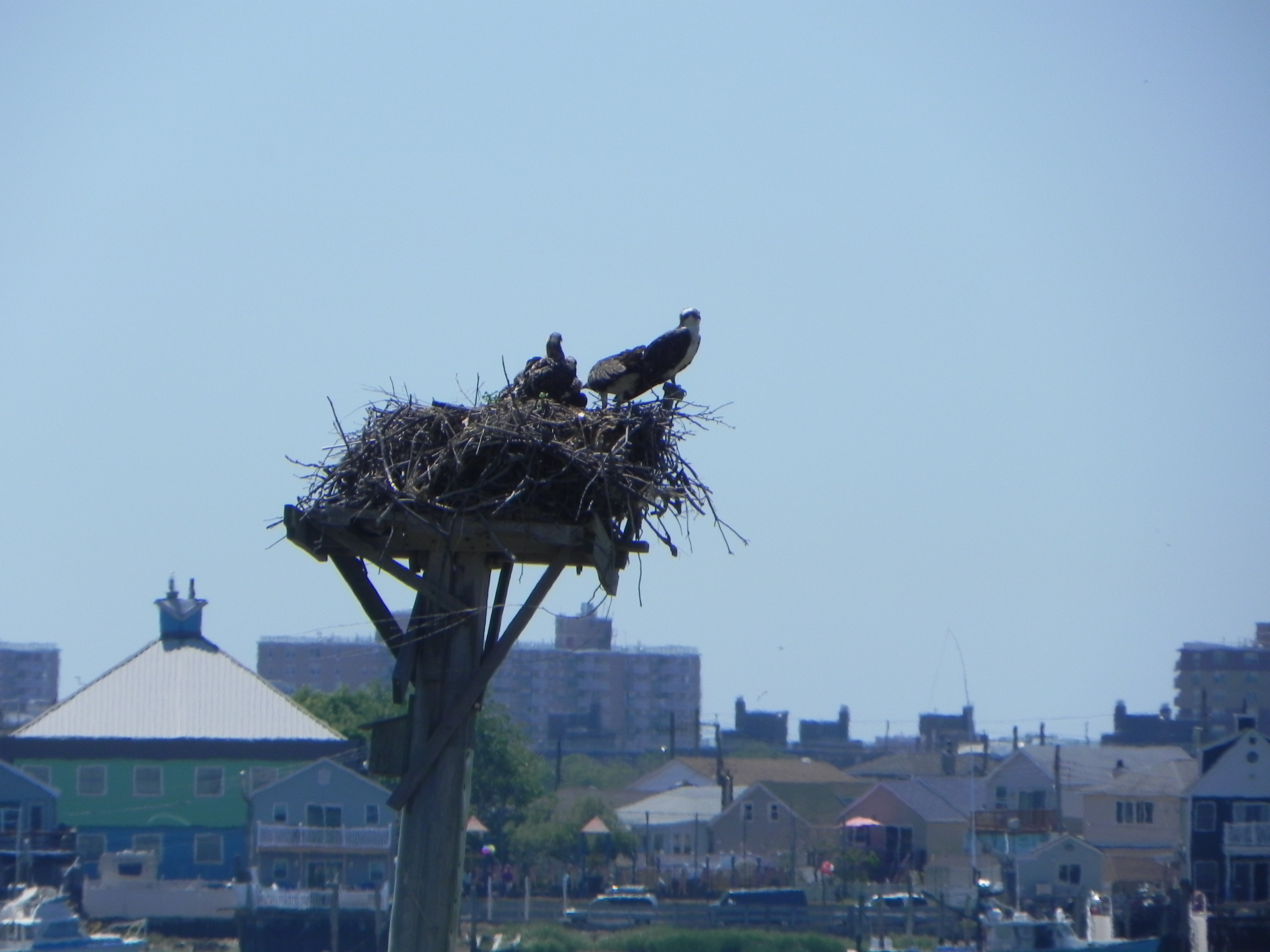 Osprey nesting at the Jamaica Bay Wildlife Refuge