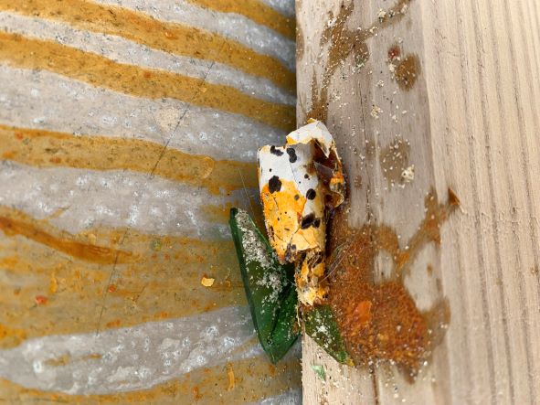 closeup of a destroyed American Oystercatcher Egg Closeup