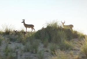 Deer on dunes at a beach