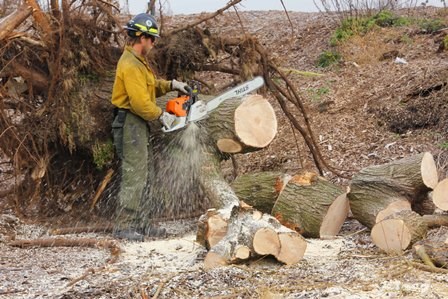 A tree falls in Brooklyn: Jordan Black, sawyer from Great Smoky Mountains National Park, helps clean up Floyd Bennett Field.