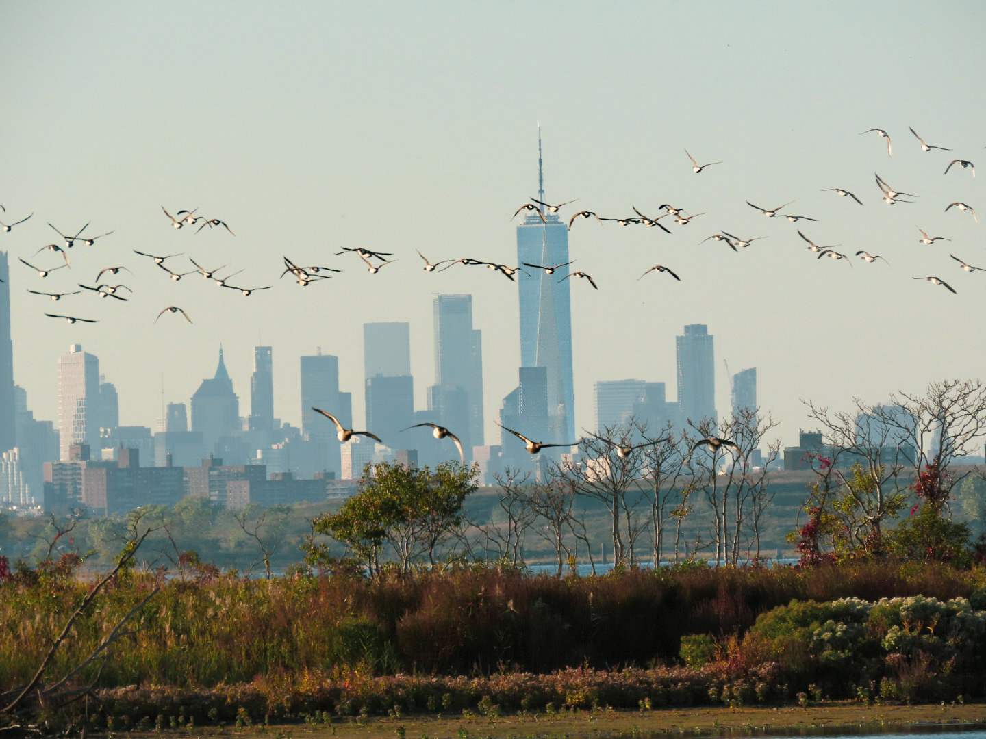 Group of birds against a city skyline