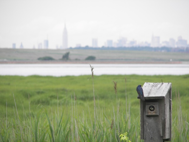 At Gateway National Recreation Area, a diverse wildlife community coexists with the largest metropolitan area in the United States.