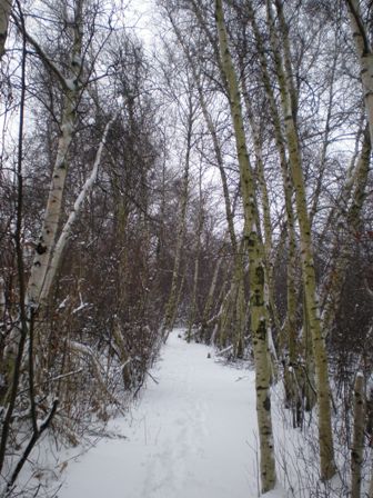 Fresh snow blankets the woodlands trail at Jamaica Bay Wildlife Refuge.