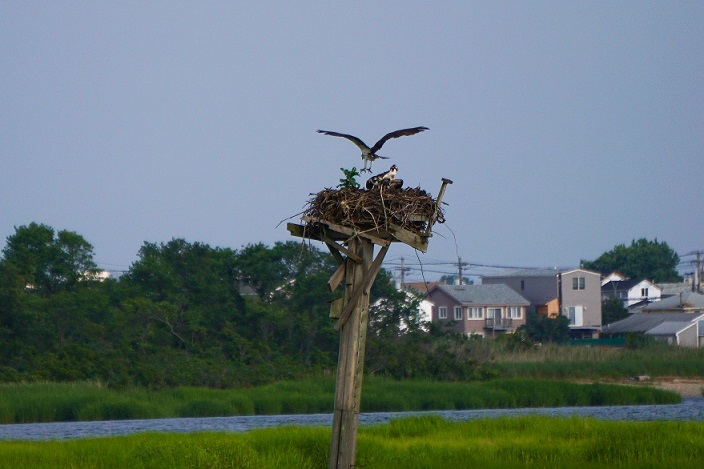 Ospreys Ospreys
