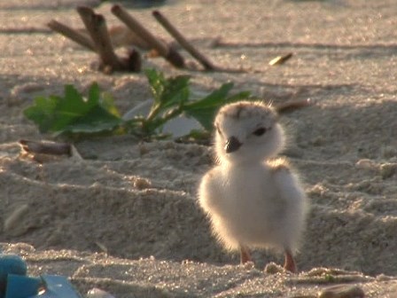 Piping Plover chick, Sandy Hook, Gateway National Recreation Area