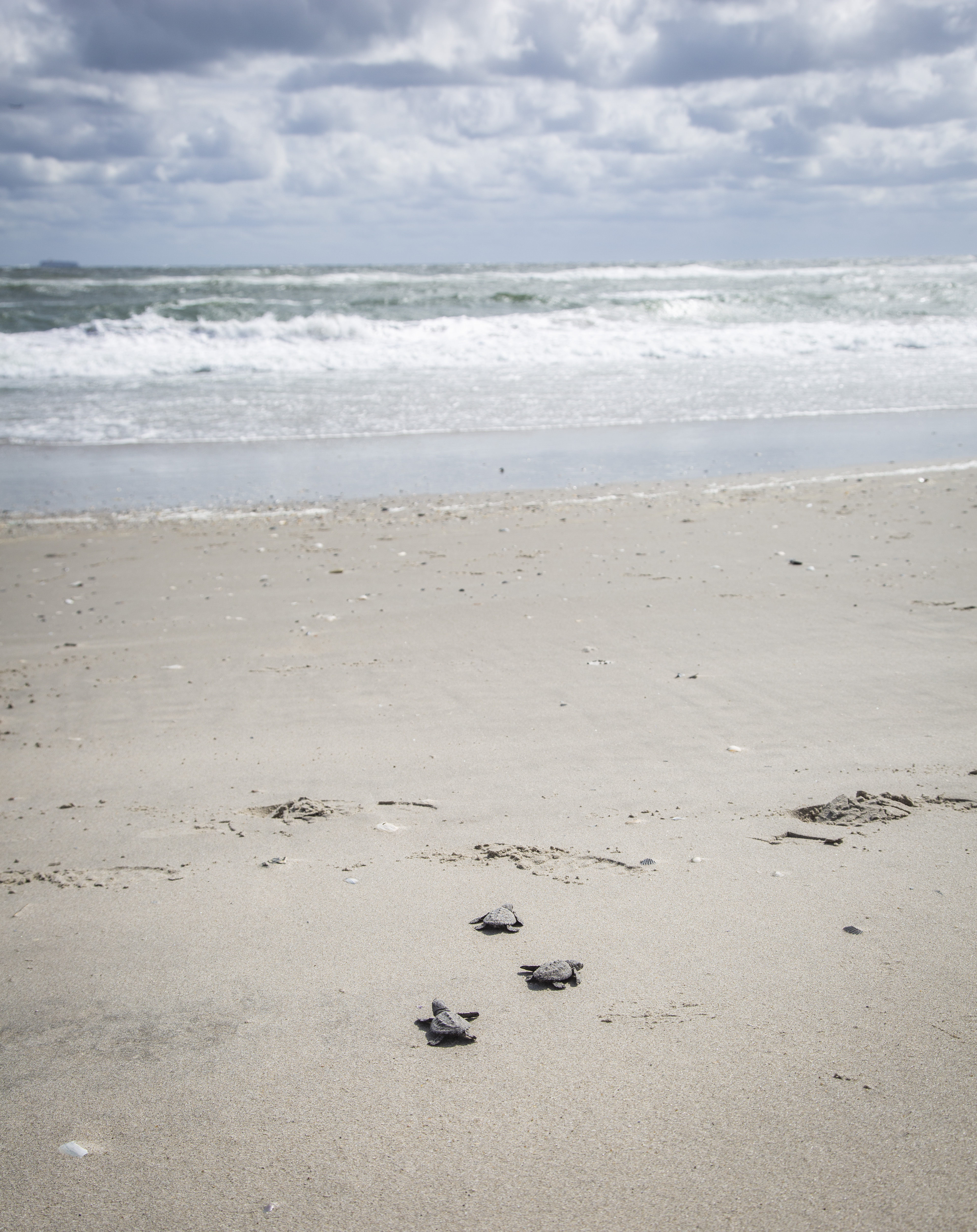 Three Kemp's ridley hatchlings heading toward the ocean