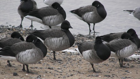 A flock of brant feeding and preening near the water's edge of the West Pond, Jamaica Bay Wildlife Refuge.