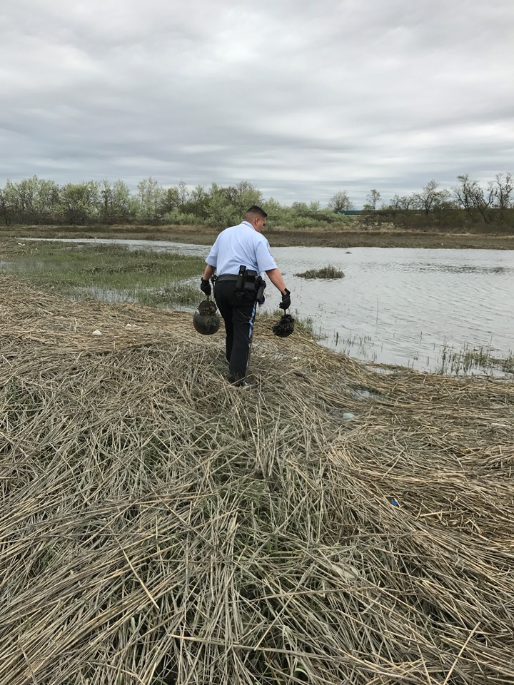 Office Fajardo returning horseshoe crabs to Jamaica Bay after they had been illegally taken