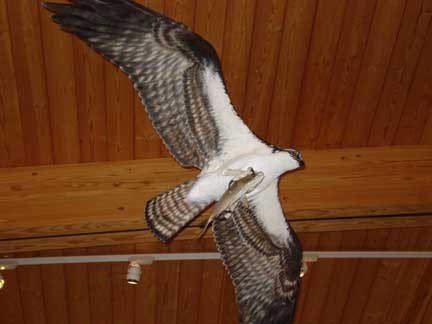 An osprey clutching its catch is part of the new exhibits at Jamaica Bay Wildlife Refuge.