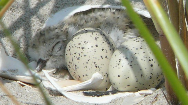 A newly hatched piping plover chick rests. Stealing eggs from plover nests means fewer chicks of this threatened species.