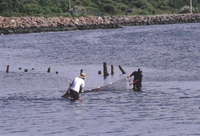 A seining event at sundown will be part of BioBlitz 2011 at Sandy Hook.