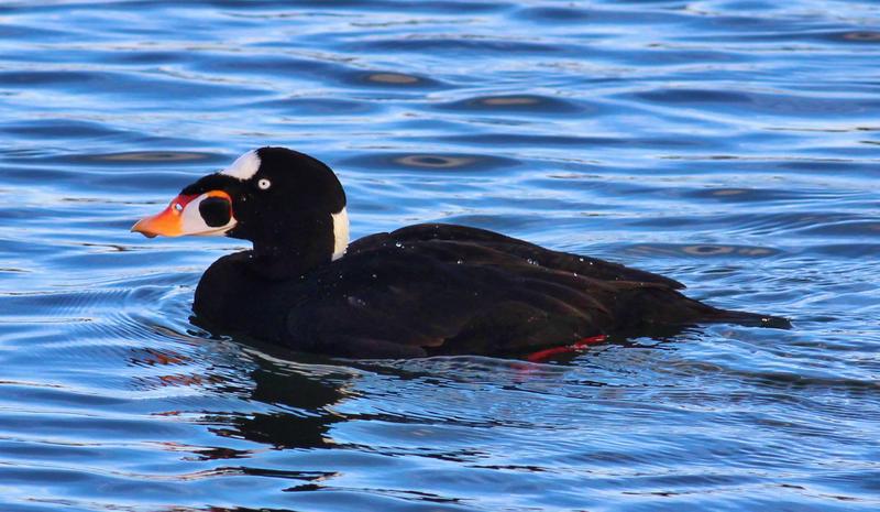 surf scoter Surf Scoter, a type of water bird
