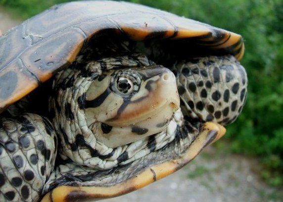 Terrapin Turtle